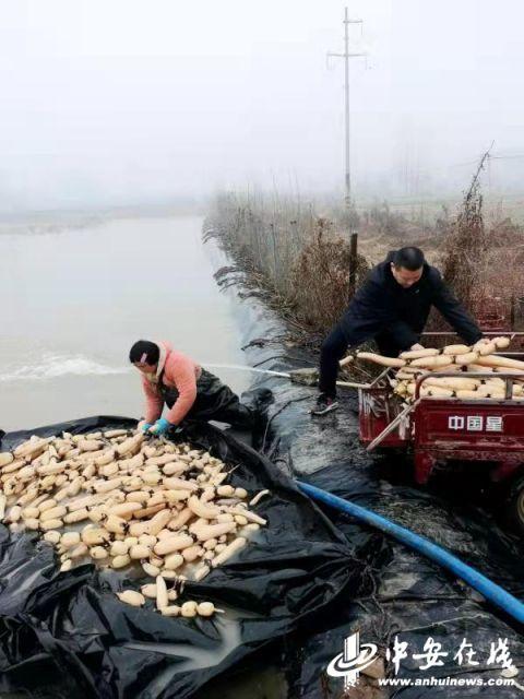 种藕养鱼视频,生态农业的绿色双赢之道